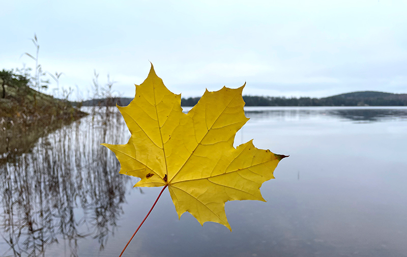 Keltainen vaahteranlehti, taustalla Näsijärvi ja rantakalliota.